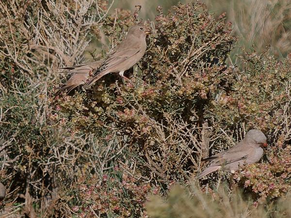 <h3><a href="/trips/marokko/biota/animalia/chordata/aves/040 passeriformes/121 fringillidae/bucanetes githagineus/bucanetes githagineus-nl.html">Bucanetes&nbsp;githagineus</a> / Trumpeter&nbsp;finch / Woestijnvink</h3>OM-1 Mark II met OLYMPUS M.150-400mm F4.5 TC, 1/2000 sec  bij F5.6, ISO 320, afstand 49.2&nbsp;m